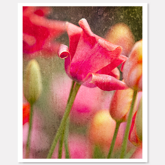 Bloom Where You Belong