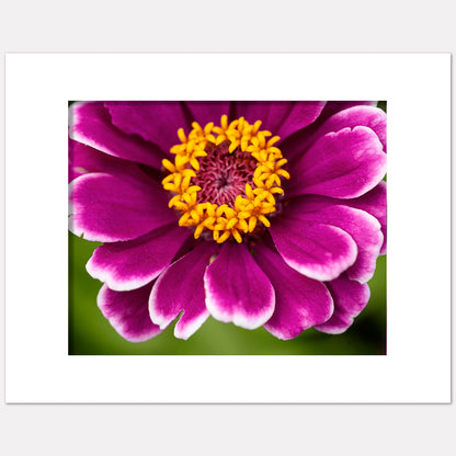 40 Days Of Floral Art, 2022 - Day 19