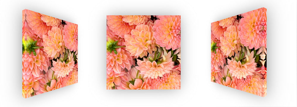 Pink Dahlias