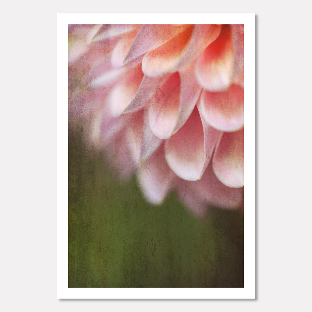 Everlasting Bond - Pink Dahlia