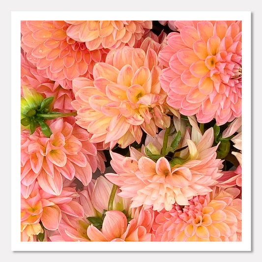 Pink Dahlias