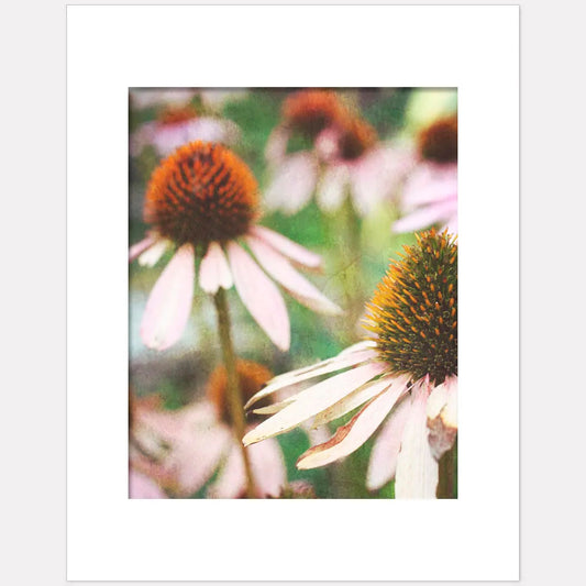 Pink Cone Flowers