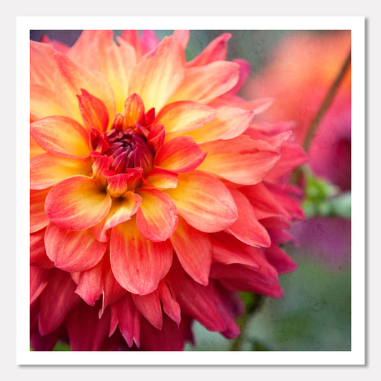 Dahlia Sunrise