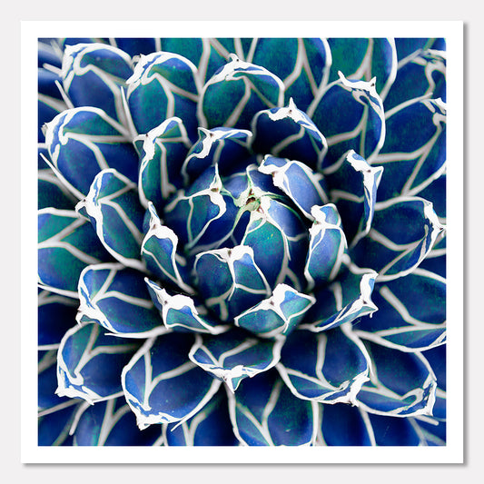 Blue Succulent