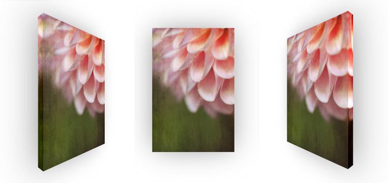 Everlasting Bond - Pink Dahlia