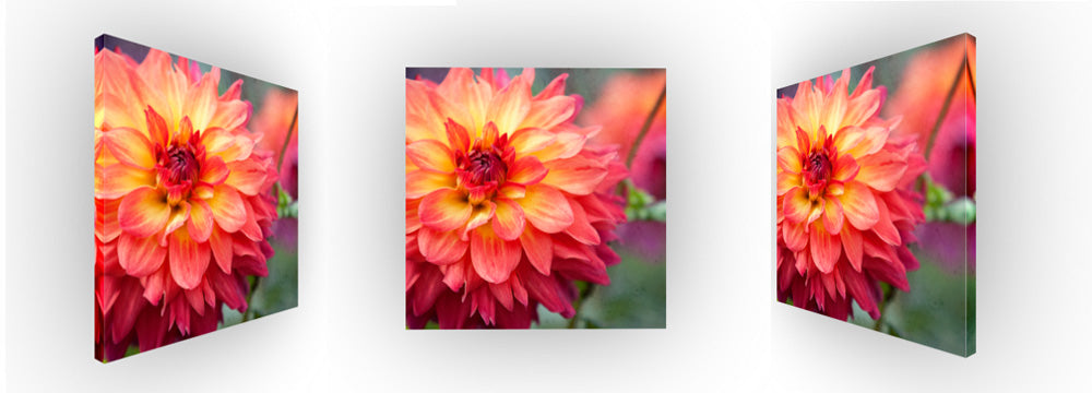 Dahlia Sunrise