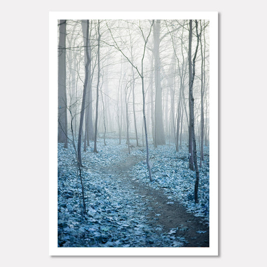Foggy Blue Forest