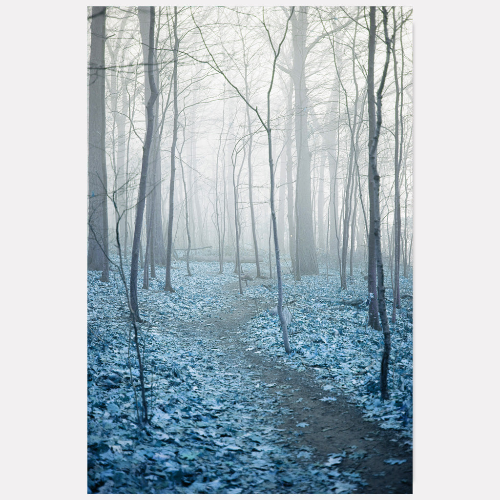 Foggy Blue Forest